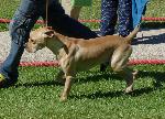 Cães