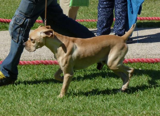 Perdigueiro Português