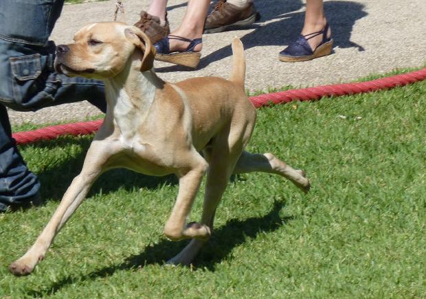 Perdigueiro Português