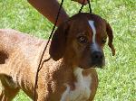 Cães