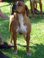 Cães