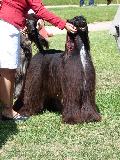 Galgo Afegão