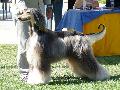 Galgo Afegão
