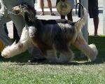 Cães