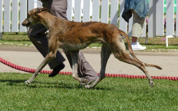 Galgo Espanhol
