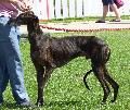 Galgo Espanhol