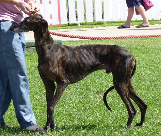 Galgo Espanhol