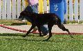 Galgo Espanhol
