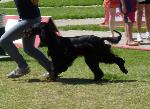 Cães