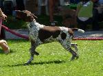 Cães