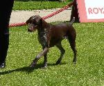 Cães