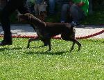Cães