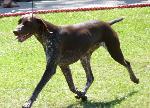 Cães