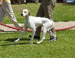 Cães