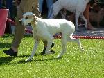 Cães