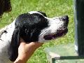 Pointer