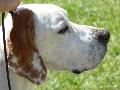 Pointer