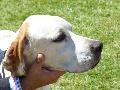 Pointer