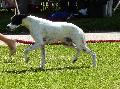 Pointer