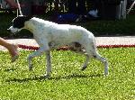 Cães