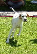Cães