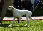 Cães