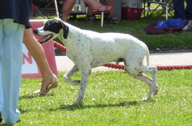 Pointer