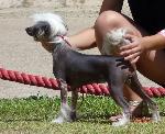Cães