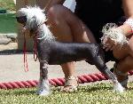 Cães