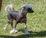 Cães