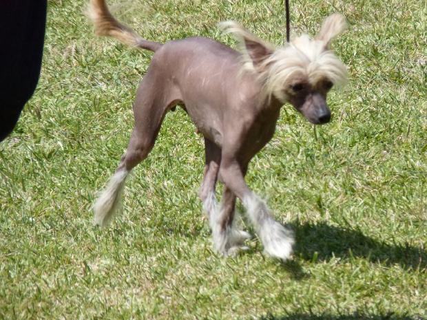 Cão de Crista Chinês