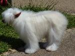 Cão de Crista Chinês