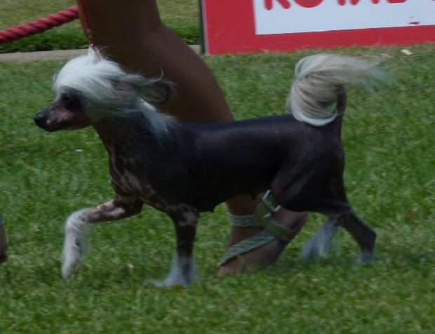 Cão de Crista Chinês