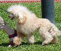 Caniche