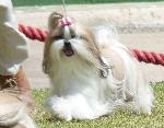 Cães