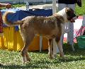 Cão de Gado Transmontano
