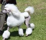 Cães
