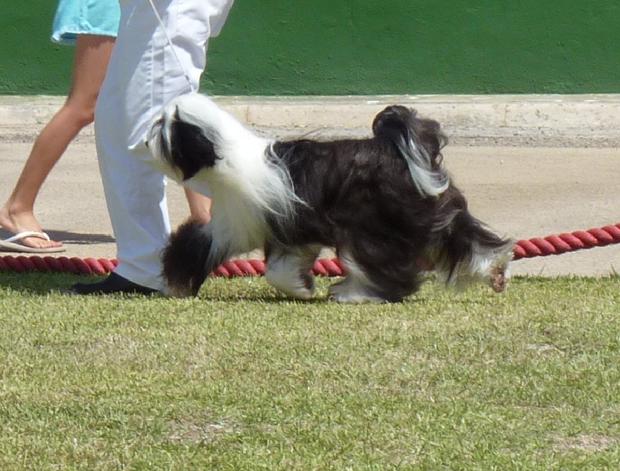 Terrier do Tibete