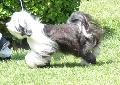 Terrier do Tibete