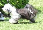 Cães