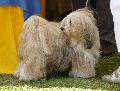 Terrier do Tibete