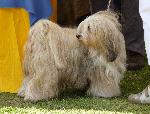 Cães