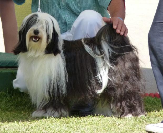 Terrier do Tibete