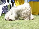 Cães