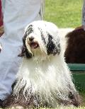 Terrier do Tibete