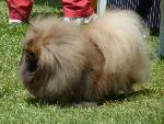 Cães