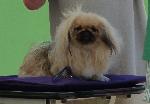 Cães