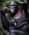 Comportamento dos jovens bonobos semelhante ao das crianças humanas