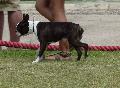 Boston Terrier