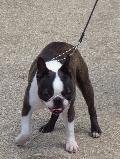 Boston Terrier